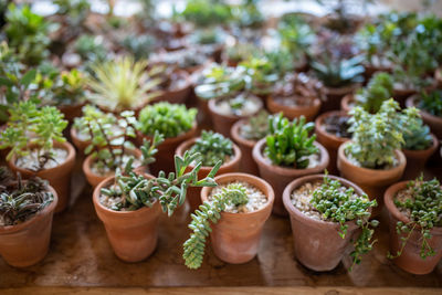 Close-up of potted plant