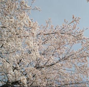 Low angle view of cherry blossom tree