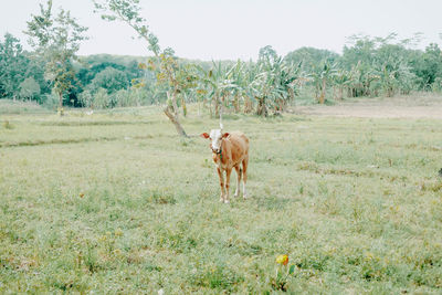 Horse in a field