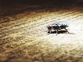 Close-up of housefly