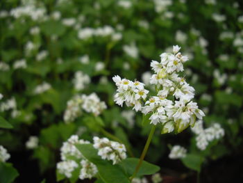 Close-up of white flowering plant