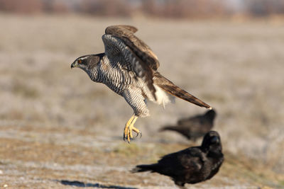 Side view of a bird flying over water