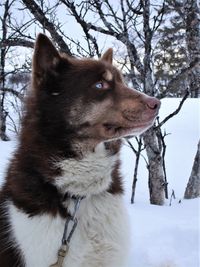 Dog looking away on snow covered field