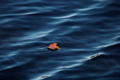 High angle view of crab swimming in sea