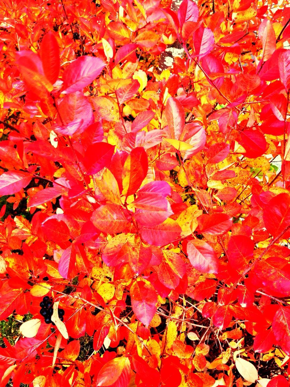 autumn, change, season, full frame, red, backgrounds, leaf, beauty in nature, growth, nature, orange color, leaves, branch, tree, abundance, vibrant color, tranquility, fragility, day, close-up