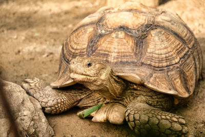 Close-up of a turtle