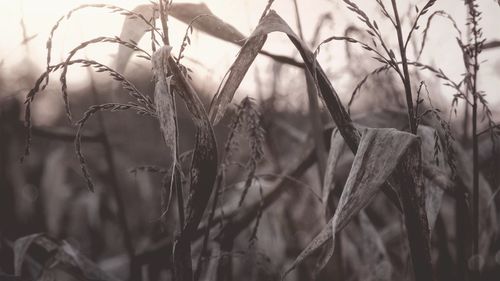 Close-up of grass