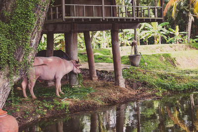 Cows standing by lake against stilt house