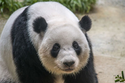 Malaysia panda yiyi facing to tourist at malaysia zoo.