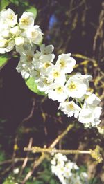 Close-up of white flowers on tree