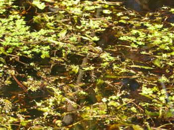 Close-up of plants