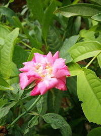 Close-up of pink flower blooming outdoors