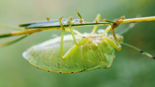 Close-up of insect on plant