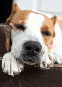 Stafford terrier relaxing