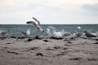 Flock of seagulls on beach