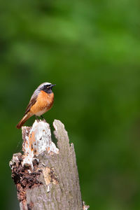 Close-up of bird perching on branch