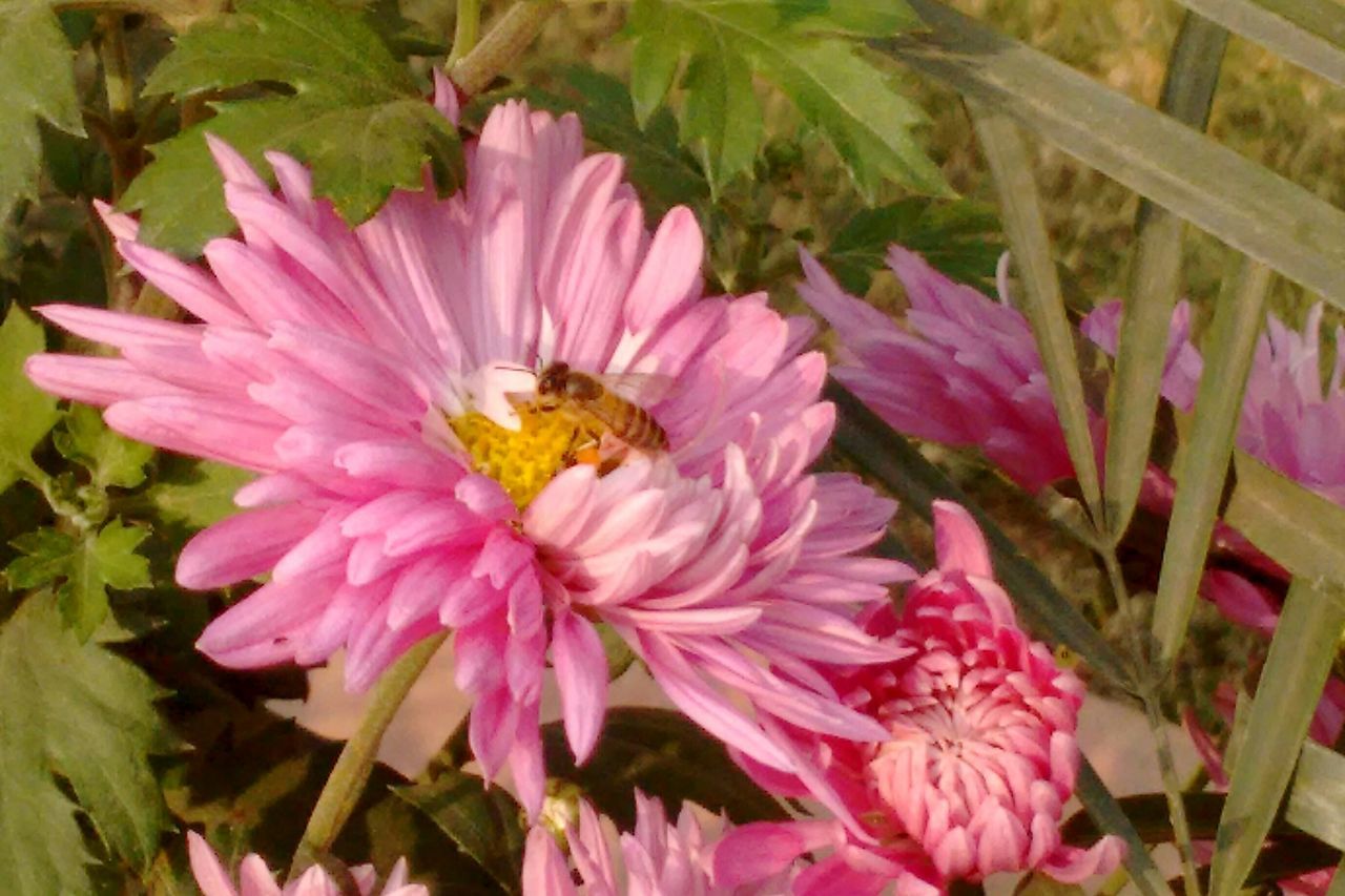 flower, insect, petal, freshness, fragility, pink color, flower head, pollination, beauty in nature, growth, bee, nature, plant, close-up, blooming, pollen, focus on foreground, outdoors, purple, day, in bloom, no people, blossom, botany, green color, selective focus