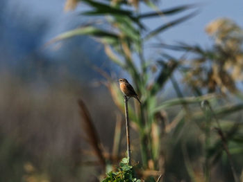 Close-up of flower on plant