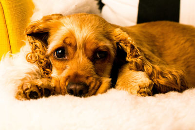 Close-up portrait of dog lying on bed