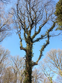 Low angle view of bare trees against sky