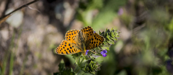 Close-up of butterfly pollinating on flower