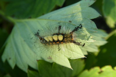 Close-up of butterfly pollinating on flower