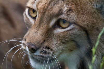 Close-up portrait of cat