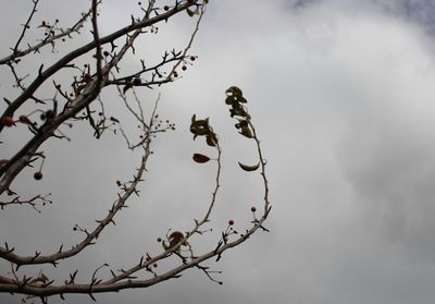 Low angle view of bare tree against cloudy sky