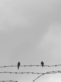 Low angle view of birds perching on barbed wire against sky