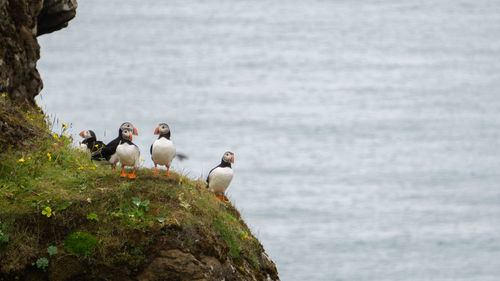 View of birds on rock by sea