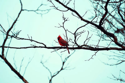 Low angle view of bird perching on bare tree