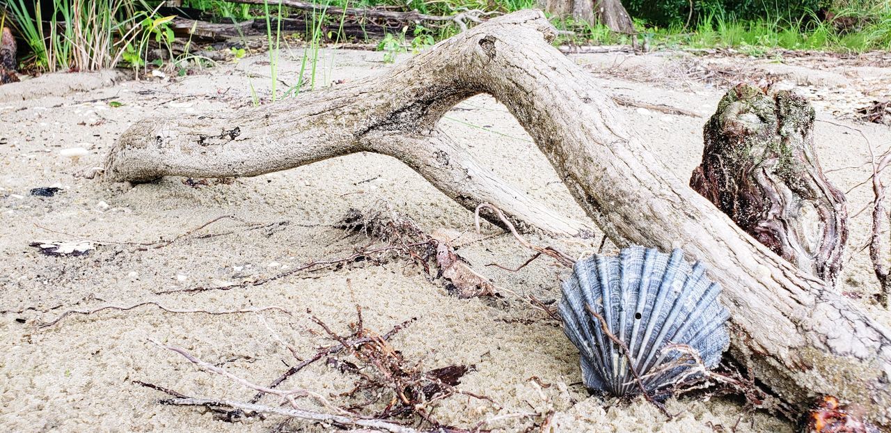 HIGH ANGLE VIEW OF DRIFTWOOD ON SANDY BEACH