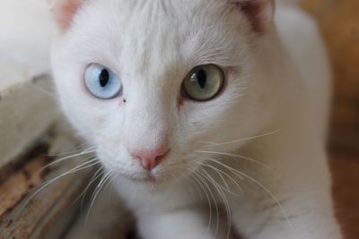 Close-up portrait of cat