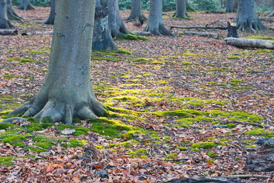 Tree growing in field