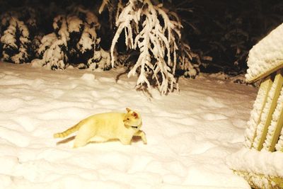 View of a dog on snow
