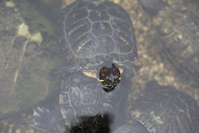 High angle view of turtle in water