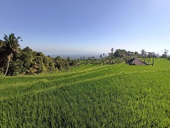 Rice field in buleleng bali