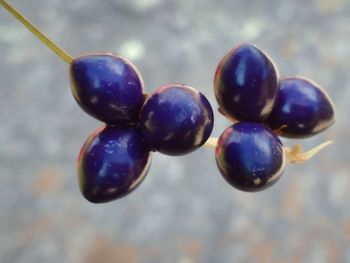 Close-up of berries