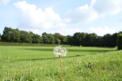 Close-up of flower growing in field