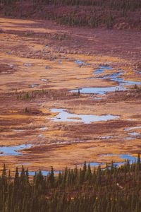 Plants growing on field