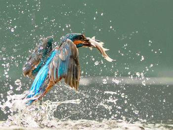 Close-up of kingfisher hunting fish in lake