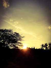 Silhouette of trees at sunset