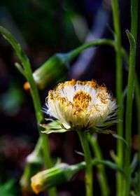 Close-up of yellow flowering plant