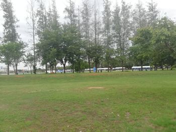 Trees on field