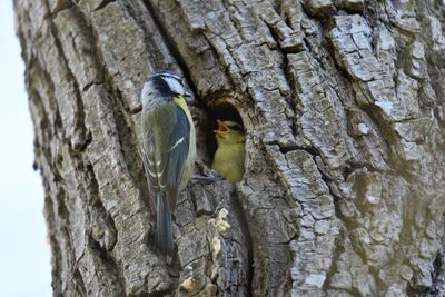 Close-up of bluetit feeding chick in tree trunk