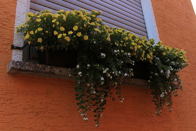 Close-up of plants against window