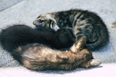 High angle view of cat sleeping