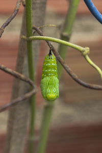 Close-up of insect on leaf