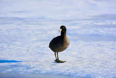 Bird on snowy land