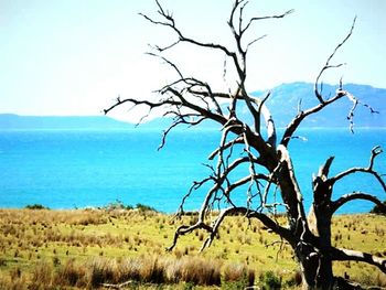 Bare trees on landscape